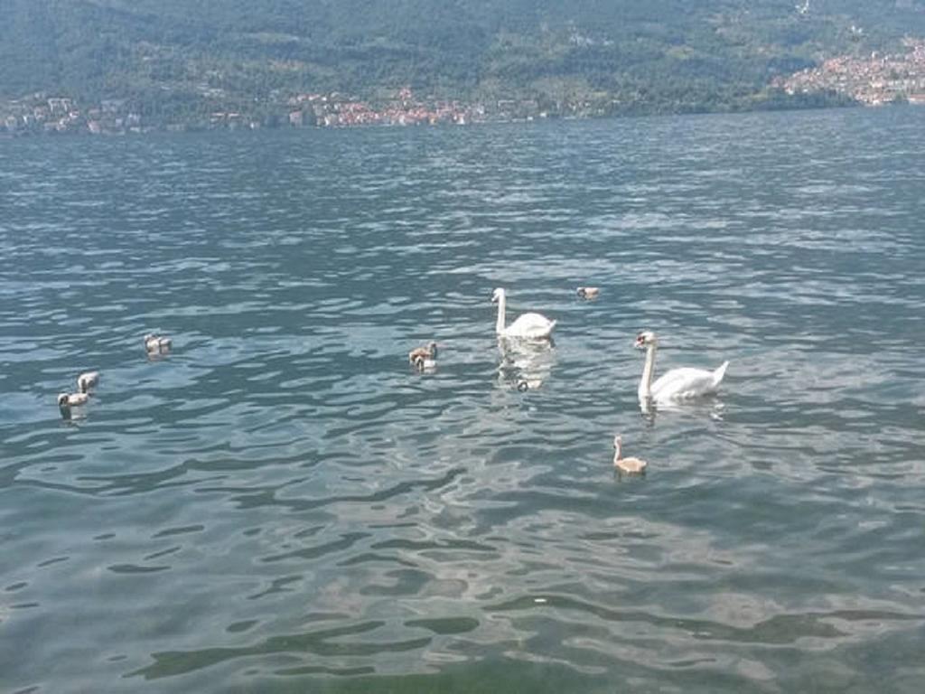 Appartamento Vista Lago - Betta Lezzeno Bagian luar foto